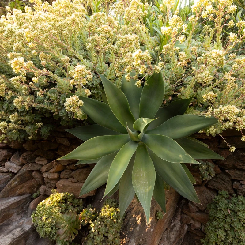 Agave près d’un muret en pierre du jardin