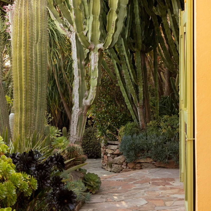 Allée bordée de cactus