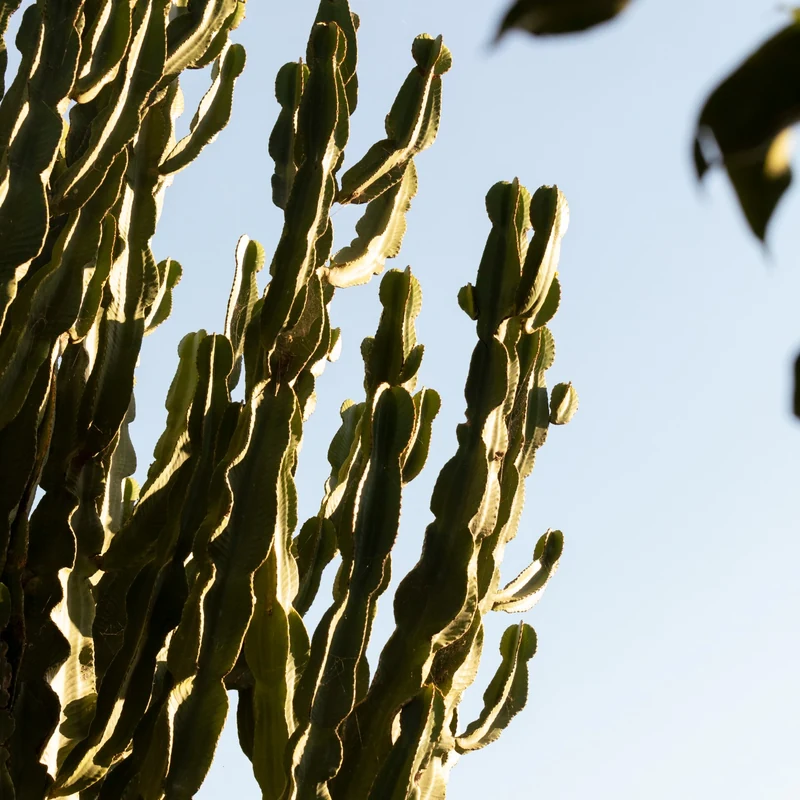 Cactus éclairés à contre-jour