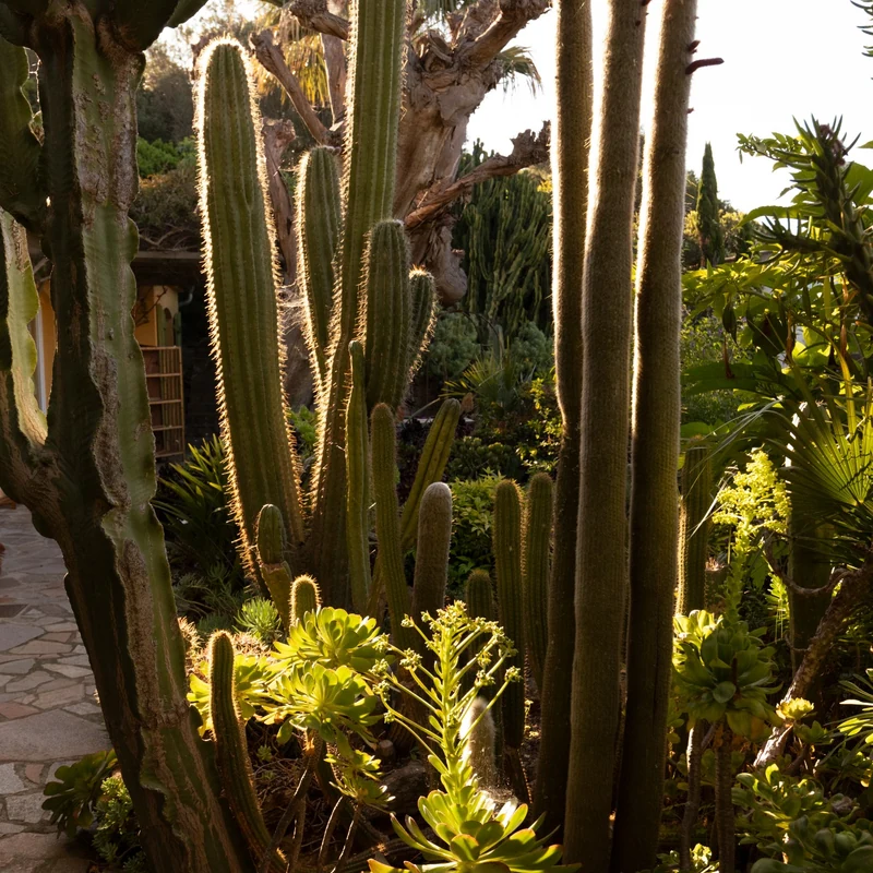 Cactus et plantes succulentes à contre-jour
