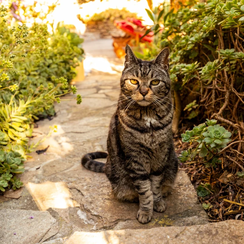 Chat dans une allée en pierre du jardin