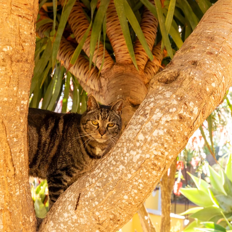 Chat près d’un arbre dans le jardin