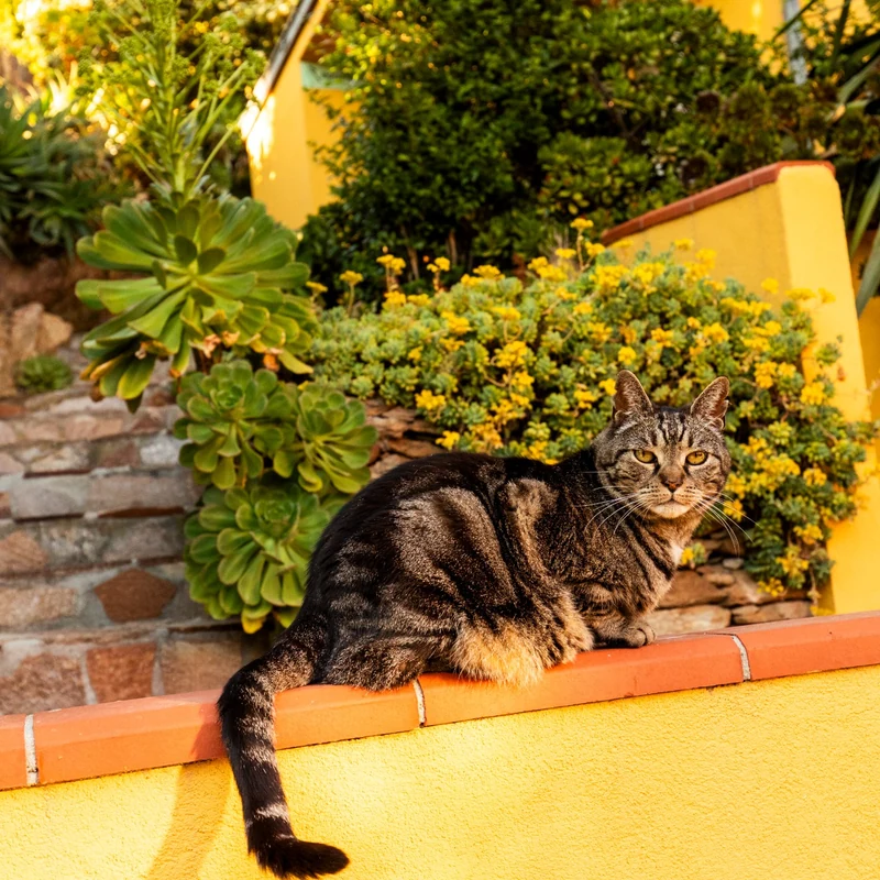 Chat sur un muret jaune du jardin