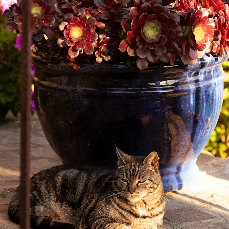 Chat près d’un pot bleu et des fleurs