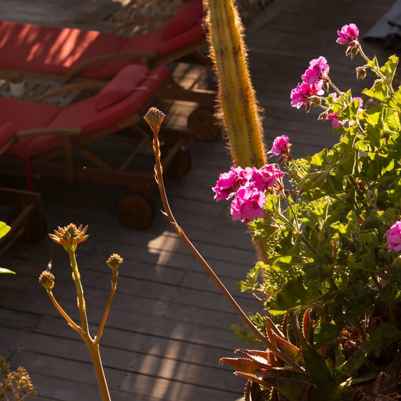 Fleurs roses et transats dans le jardin