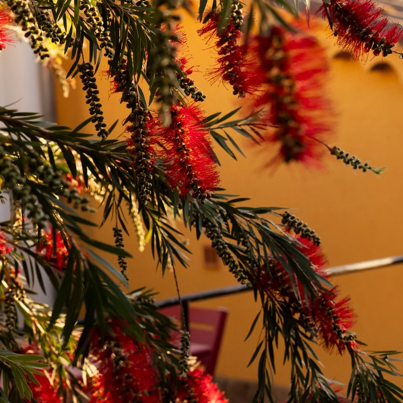 Fleurs rouges dans le jardin exotique
