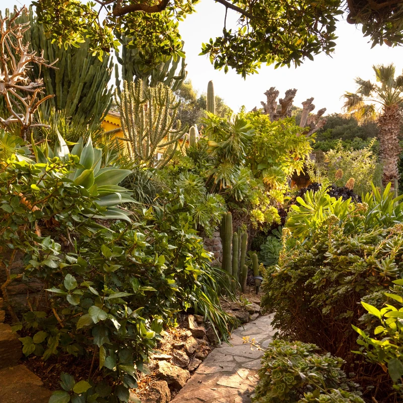 Sentier bordé de plantes succulentes
