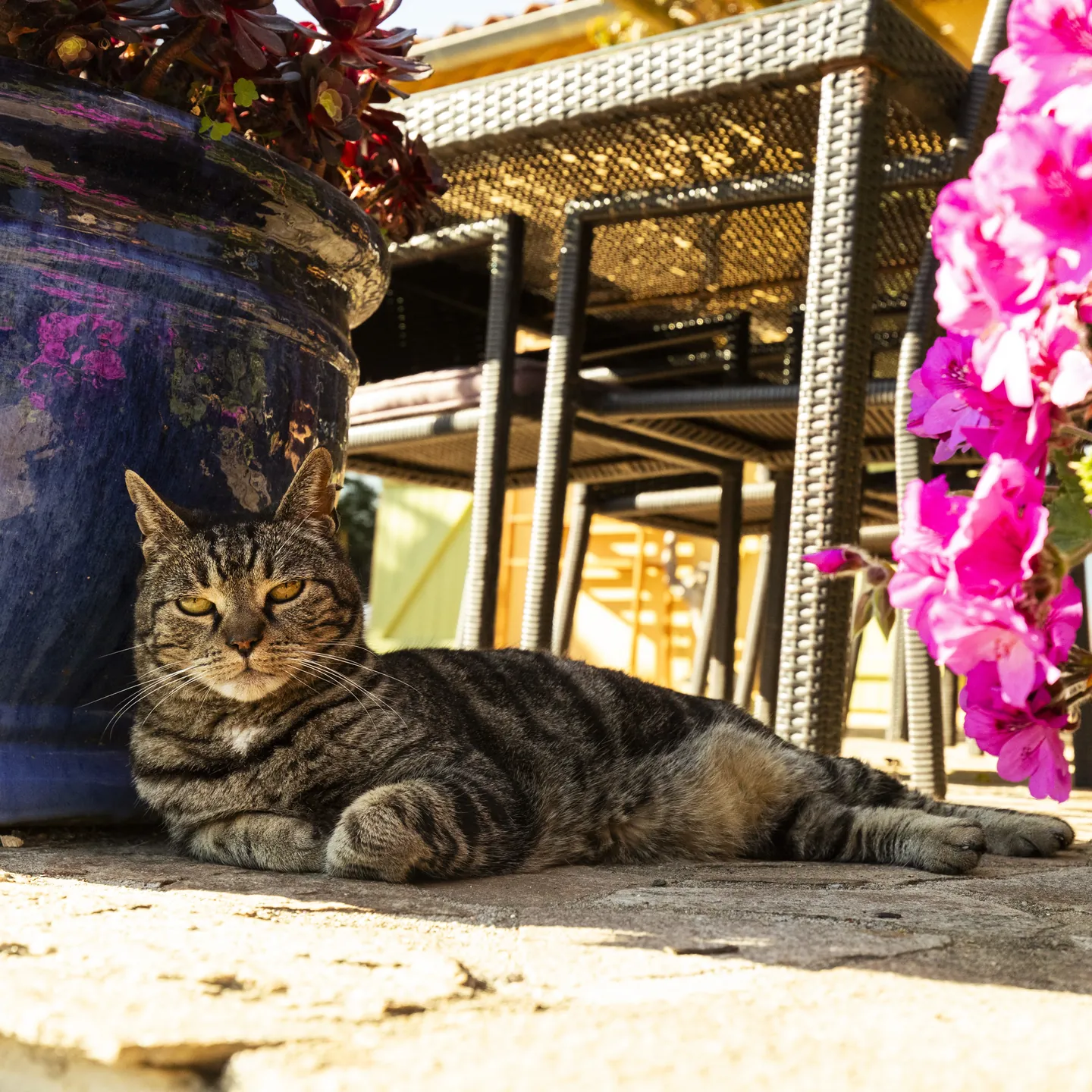 Chat parmi les fleurs du jardin